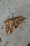 Callopistria juventina