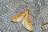 Gandaritis pyraliata
