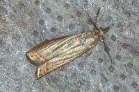 Chrysoteuchia culmella