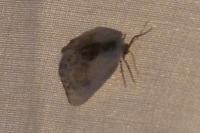 Cilix glaucata