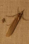 Crambus perlellus