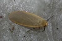 Collita griseola