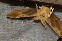 Ennomos quercinaria