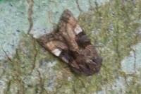 Euplexia lucipara