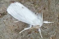 Sphrageidus similis