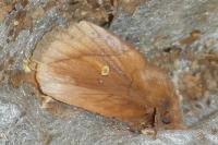 Euthrix potatoria