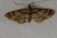 Gymnoscelis rufifasciata