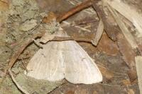 Herminia tarsipennalis