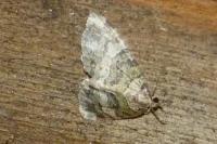 Hydriomena furcata