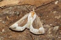 Hypena crassalis