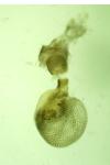 Eupithecia tantillaria