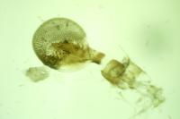 Eupithecia tantillaria