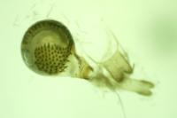 Eupithecia valerianata