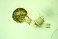 Eupithecia valerianata