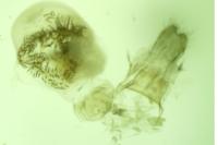 Eupithecia actaeata