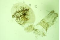 Eupithecia actaeata