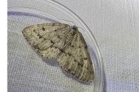 Yezognophos vittaria