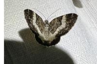Spargania luctuata