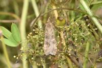 Nomophila noctuella