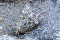 Polymixis lichenea