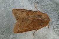 Agrochola lychnidis