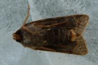 Agrochola lychnidis