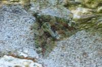 Chloroclysta siterata