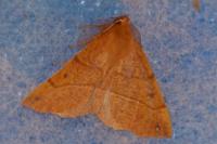 Colotois pennaria