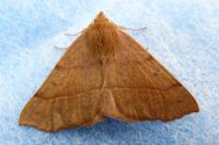 Colotois pennaria