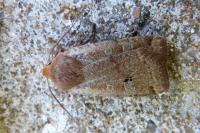 Conistra erythrocephala