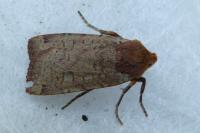 Conistra erythrocephala