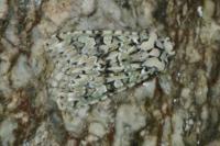 Griposia aprilina