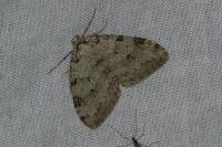 Epirrita