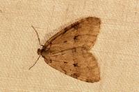 Epirrita