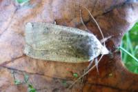 Noctua pronuba