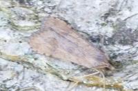 Nomophila noctuella