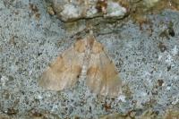 Pennithera firmata firmata