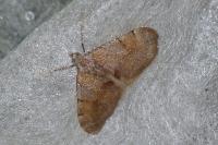 Pennithera firmata firmata