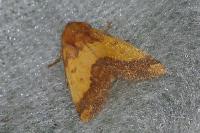 Tiliacea aurago