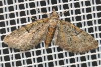 Eupithecia dodoneata