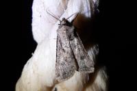 Agrotis segetum
