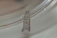 Ephestia kuehniella