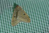 Theria primaria