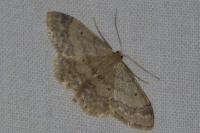 Idaea biselata