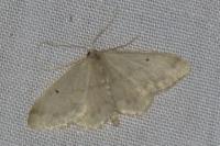 Idaea biselata
