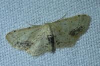 Idaea dimidiata