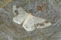 Idaea trigeminata
