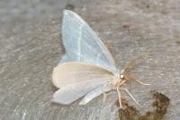 Jodis lactearia