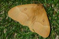 Lasiocampa quercus quercus