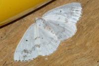 Lomographa temerata
